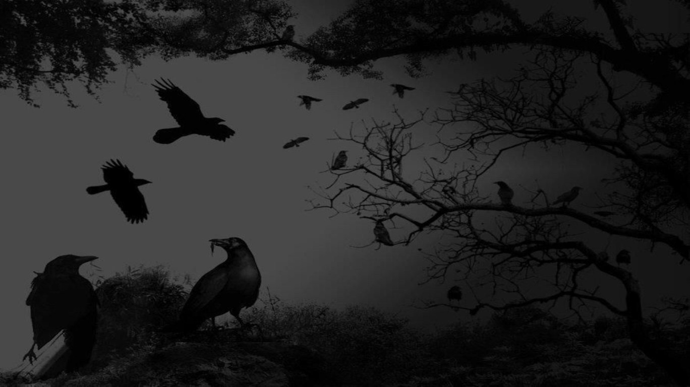 Night crows аутентификация. Мрачные птицы. Птицы на темном фоне. Вороны в лесу. Вороны тьма.